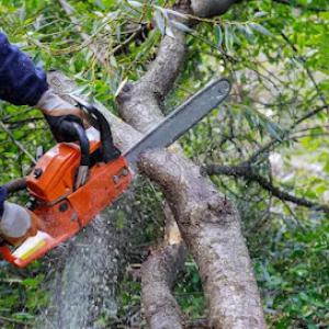 Custom Tree Trimming