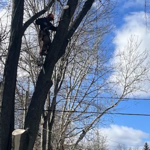 Diamonds Tree Service