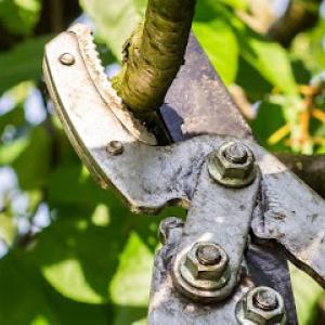 L & L Tree Service