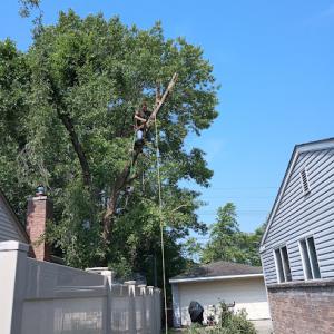 Yourway tree service