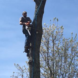 Accurate Tree Service 1