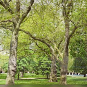 A.R.D. Professional Tree Service