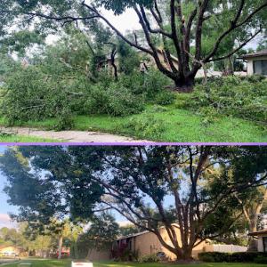 Roots & Canopy Tree Service