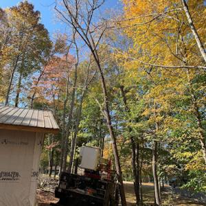 Buck's Pocket Tree Service