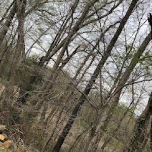 C&B Landscaping & Tree Service