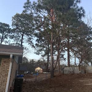 Arbor Active tree service