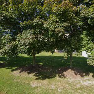 Troy Tree Service Hub