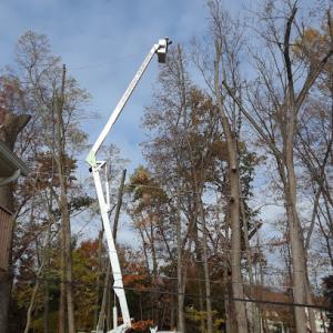 Old Oak Tree & Landscaping