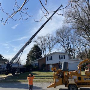 Tree State Property Maintenance