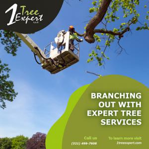 1 Tree Expert