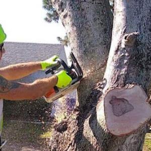 321 Cutz Tree Trimming & Tree Removal