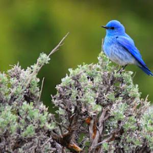 Bluebird Tree Care