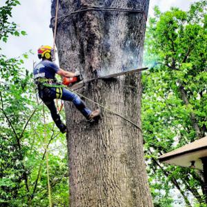 Memphis Tree Service
