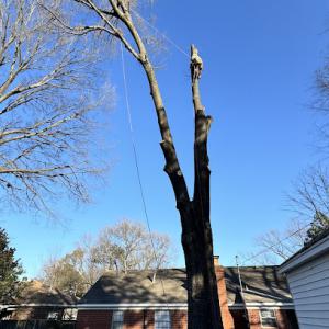 Ab Tree Service