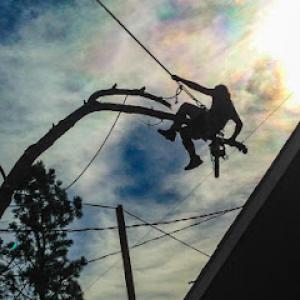 Affordable Tree & Shrub Experts