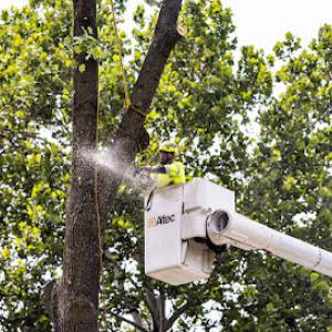 PPM Tree Service & Arbor Care