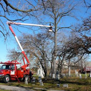 Blain's Tree Experts