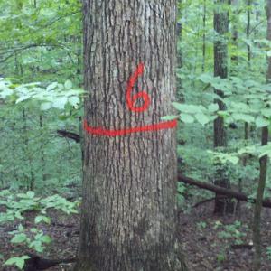 Timber Sales & Management