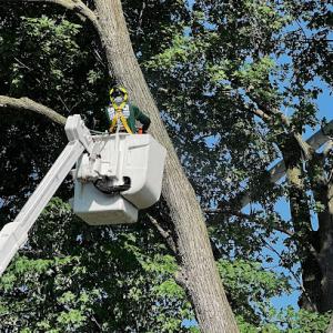 Sutter's Tree Service
