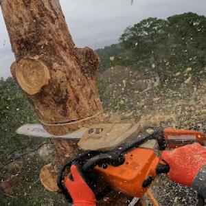 Bonilla Tree Service