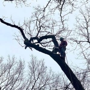 GnT Tree Service