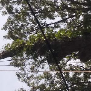 Alonzo's Tree Service