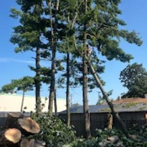 All Purpose Tree Service