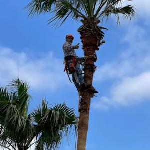 A Cut Above The Rest Tree & Landscaping