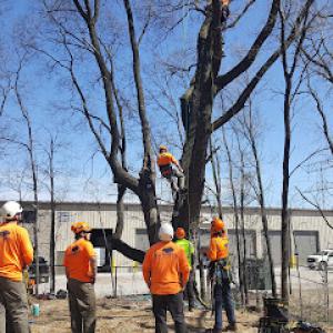 SavATree - Tree Service & Lawn Care