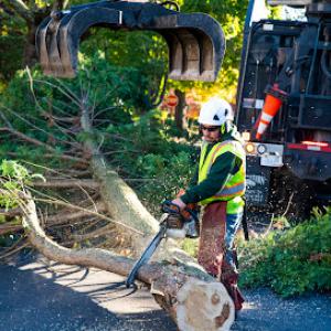 North Eastern Tree Service