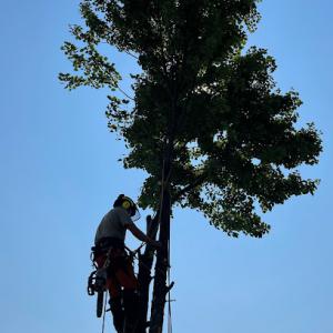 Margo's Tree Surgery