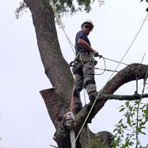 All In One Tree Service