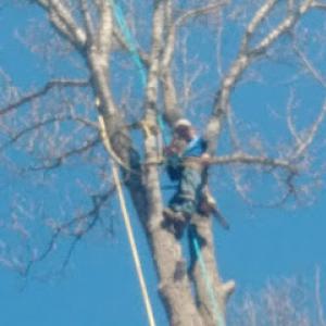 Arborist Tree & Landscaping