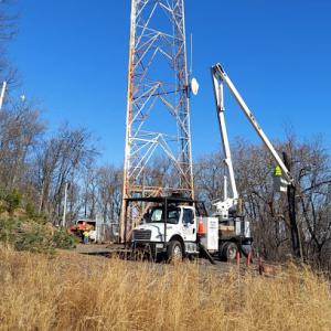 Virginia Tree Specialist