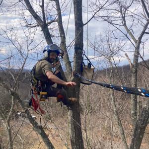 Culpeper Tree Service