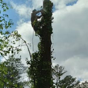 King David Tree & Landscaping Services