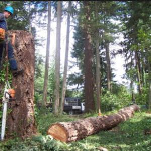 Southland Tree Services
