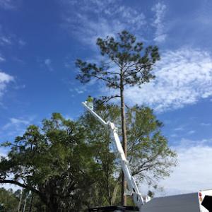 Central Florida Tree & Debris