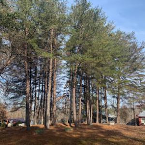 Dalton Tree Services