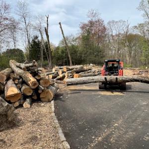 Arborpro Tree Experts