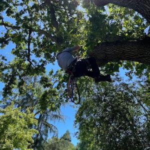 1st Choice R & R Tree Service