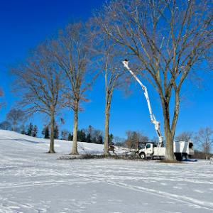 Vaughan's Tree Services