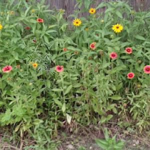 All American Tree's & More