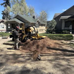 Nick Lewis Tree Services