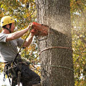 Fenimore Bros Tree Service