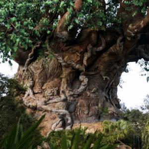 Texas City Tree Service