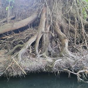 Mountain tree service