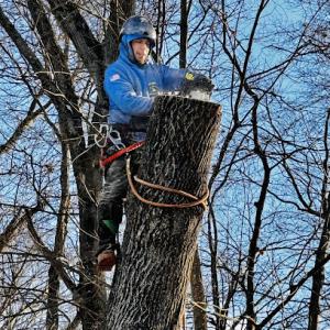 Big Boss Tree Service