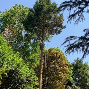 A Better Tree Service