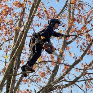 The NJ Climbing Arborist